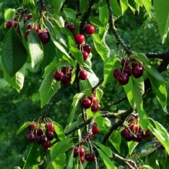Stella Cherry Tree -Greenzy Sales Store FRU0174 2