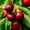 Morello Cherry Tree -Greenzy Sales Store FRU0178 1