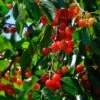 May Duke Cherry Tree -Greenzy Sales Store FRU0179 1