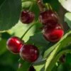 Lapins 'Cherokee' Cherry Tree -Greenzy Sales Store FRU0181 1