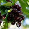 Kordia Cherry Tree -Greenzy Sales Store FRU0183 1