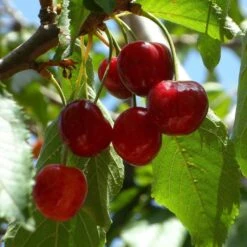 Hartland Patio Cherry Tree -Greenzy Sales Store FRU0185 1