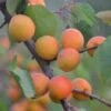 Tomcot Apricot Tree 12 Tomcot Apricot Tree -Greenzy Sales Store FRU0187 1