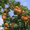 Flavourcot Apricot Tree -Greenzy Sales Store FRU0192 1