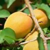 Early Moorpark Apricot Tree -Greenzy Sales Store FRU0195 1
