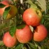 James Grieve Apple Tree | Dwarf Rootstock 10 James Grieve Apple Tree | Dwarf Rootstock -Greenzy Sales Store FRU0198 1