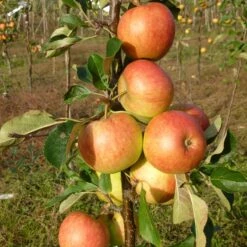 James Grieve Apple Tree | Dwarf Rootstock 8 James Grieve Apple Tree | Dwarf Rootstock -Greenzy Sales Store FRU0198 2