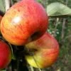 Sunset Apple Tree -Greenzy Sales Store FRU0204 1