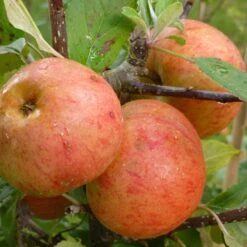 Sunset Apple Tree -Greenzy Sales Store FRU0204 2