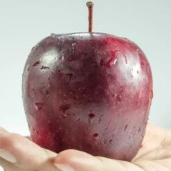 Spartan Apple Tree 7 Spartan Apple Tree -Greenzy Sales Store FRU0207 1