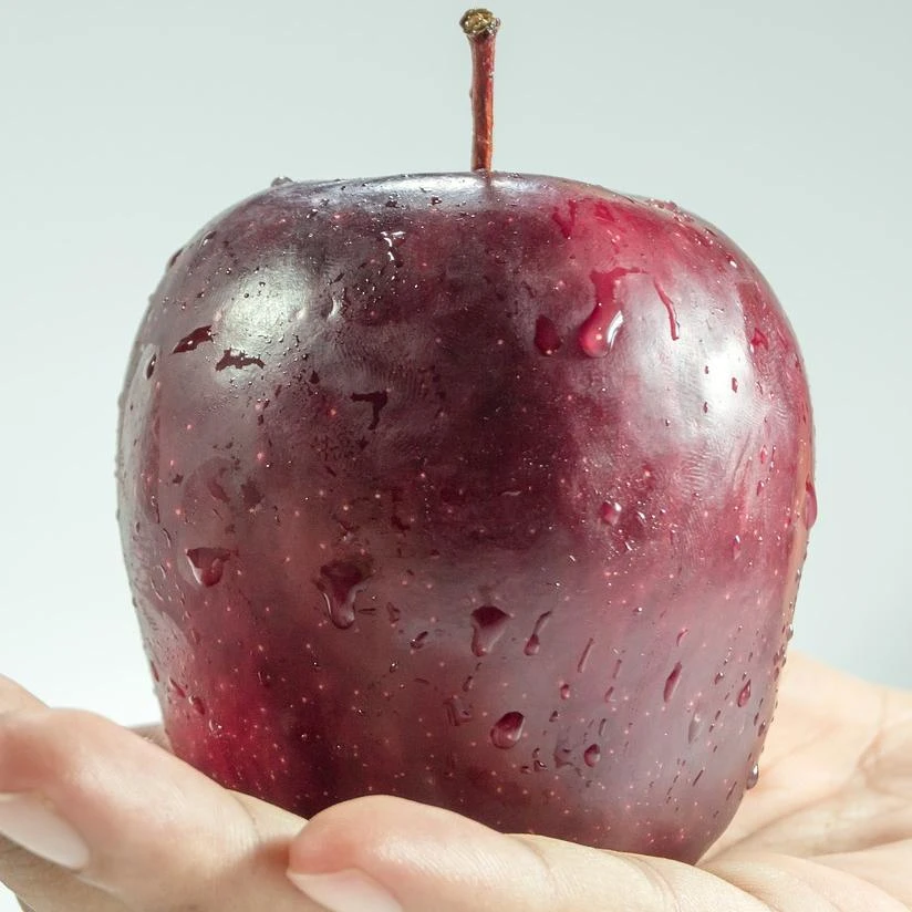 Spartan Apple Tree 3 Spartan Apple Tree - Image 3