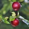 Spartan Apple Tree -Greenzy Sales Store FRU0207 3