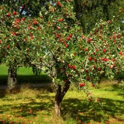 Red Windsor® Apple Tree -Greenzy Sales Store FRU0210 4