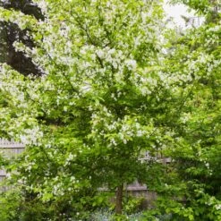 Red Windsor® Apple Tree -Greenzy Sales Store FRU0210 5