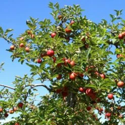 Red Windsor® Apple Tree -Greenzy Sales Store FRU0210 6