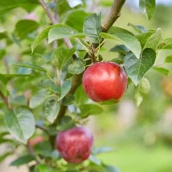 Red Windsor® Apple Tree -Greenzy Sales Store FRU0210 7