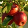 Red Windsor® Apple Tree -Greenzy Sales Store FRU0211 1