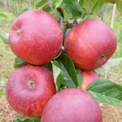 Red Windsor® Apple Tree -Greenzy Sales Store FRU0211 2