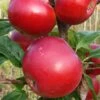 Red Devil Apple Tree 12 Red Devil Apple Tree -Greenzy Sales Store FRU0213 1