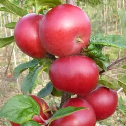 Red Devil Apple Tree -Greenzy Sales Store FRU0213 2