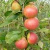 Laxton's Superb Apple Tree -Greenzy Sales Store FRU0215 1