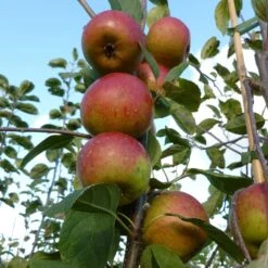 Laxton's Superb Apple Tree -Greenzy Sales Store FRU0215 2