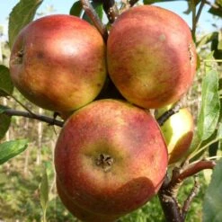 Laxton's Superb Apple Tree -Greenzy Sales Store FRU0215 3