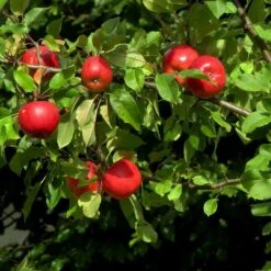 Katy Apple Tree -Greenzy Sales Store FRU0217 4