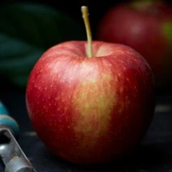 Jonagold Apple Tree 6 Jonagold Apple Tree -Greenzy Sales Store FRU0219 2