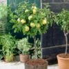 Golden Delicious Apple Tree -Greenzy Sales Store FRU0228 1