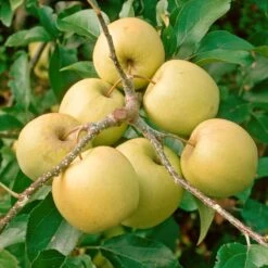 Golden Delicious Apple Tree -Greenzy Sales Store FRU0228 2