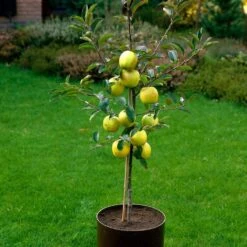 Golden Delicious Apple Tree -Greenzy Sales Store FRU0228 3