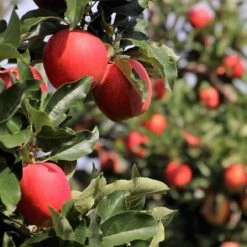 Cross-Pollinating Apple Collection | Bramley, Gala & Discovery -Greenzy Sales Store FRU0231 2 ea81a02d 2b01 4eb9 bed7 0ad6a5be1a1e