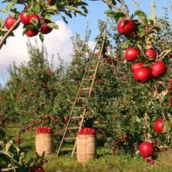 Fiesta Apple Tree -Greenzy Sales Store FRU0233 2