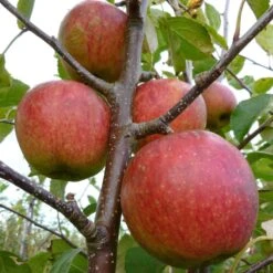 Falstaff Apple Tree -Greenzy Sales Store FRU0235 1