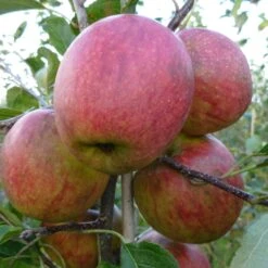 Falstaff Apple Tree -Greenzy Sales Store FRU0235 2