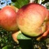 Falstaff Apple Tree -Greenzy Sales Store FRU0235 3