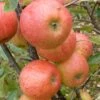 Elstar Apple Tree -Greenzy Sales Store FRU0239 1
