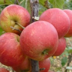 Elstar Apple Tree -Greenzy Sales Store FRU0239 2