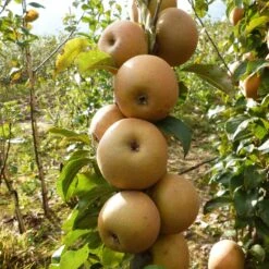 Best Apple Trees For Any Purpose | Growers' Choice -Greenzy Sales Store FRU0241 1 c43ea40e e824 4bf5 b169 8efa7582996d