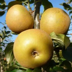 Egremont Russet Apple Tree Dwarfing Rootstock -Greenzy Sales Store FRU0241 3