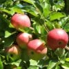 'Discovery' Semi-Dwarf Apple Tree 7 'Discovery' Semi-Dwarf Apple Tree -Greenzy Sales Store FRU0242 4