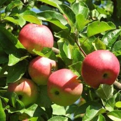 3 Super Easy To Grow Fruit Trees | Apple, Fig & Plum -Greenzy Sales Store FRU0242 4 01c16f68 dc73 45ca a14e d99d9c1fc13c