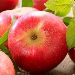 'Discovery' Semi-Dwarf Apple Tree -Greenzy Sales Store FRU0242 6