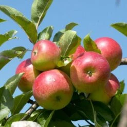 Cross-Pollinating Apple Collection | Bramley, Gala & Discovery -Greenzy Sales Store FRU0243 1 15ec1a5b 1906 4911 bd4c 19e8b2d68520