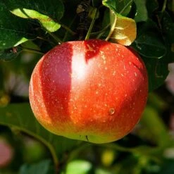'Discovery' Semi-Dwarf Apple Tree -Greenzy Sales Store FRU0243 2