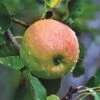 Blenheim Orange Apple Tree -Greenzy Sales Store FRU0251 1 5bb2b669 d02c 4af9 b810 5366af20ec41