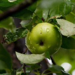 Bramley's Seedling Apple Tree -Greenzy Sales Store FRU0258 2