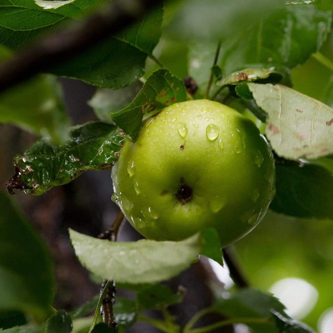 Bramley's Seedling Cordon Apple Tree 2 Bramley's Seedling Cordon Apple Tree - Image 2