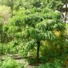 Chestnut Tree | Castanea Sativa -Greenzy Sales Store FRU0273 1